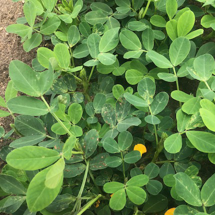 Peanut plants blossoming, around day 30 of growing