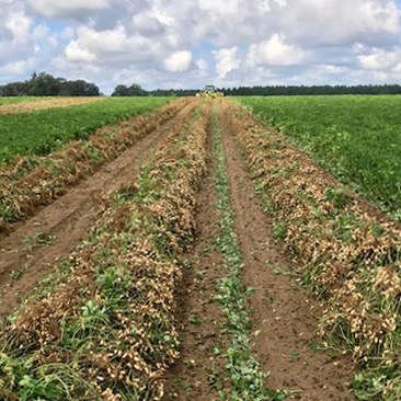 Peanuts after they've been plowed, drying in a field before they're picked