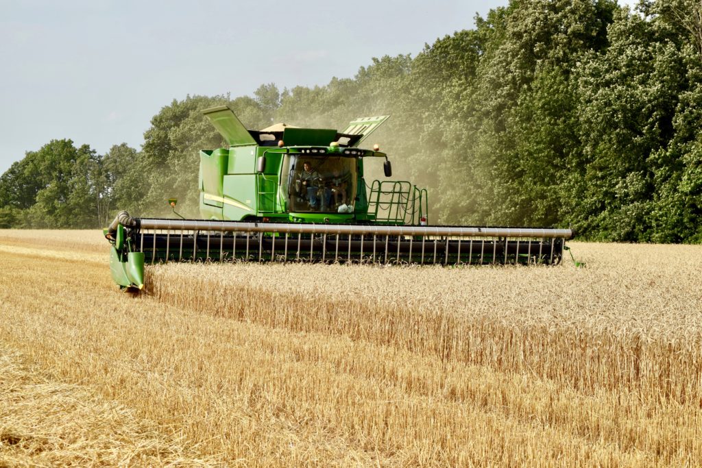 wheat farm