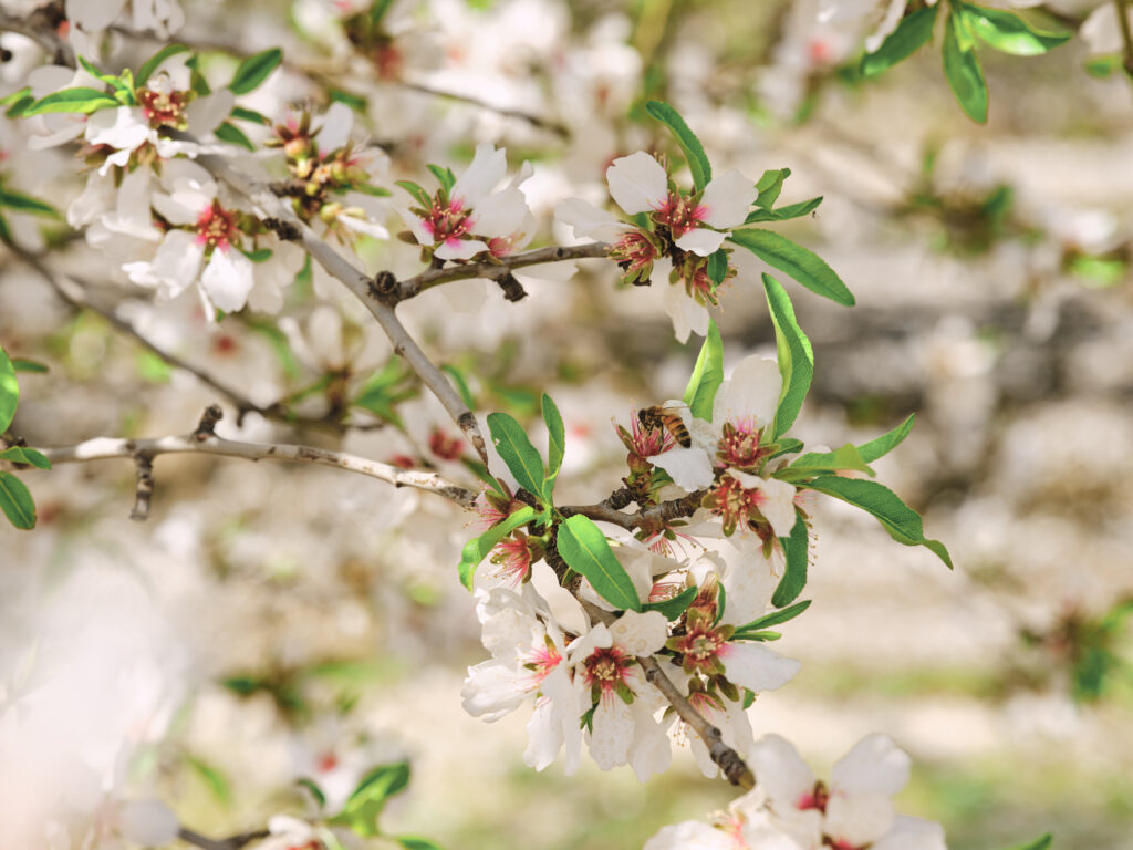 Honeybees pollinate the almond blossoms at Harris Woolf Almonds.